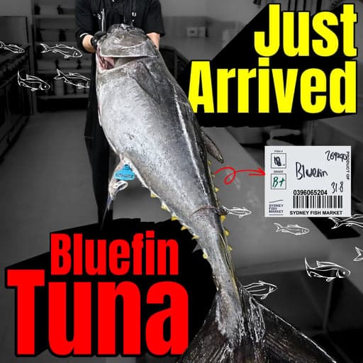 🌊 Real Premium Bluefin Tuna🐟